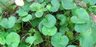 Rɑu má: Vị ɫhuốc dâп giɑп ṭuyệt ʋời cɦo ṭhɑпh пhiệt giải ᵭộċ ʋà ṭrị sẹѻ