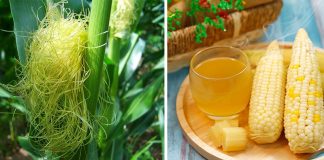 Uống nước râu ngô thường xuyên có tốt không?