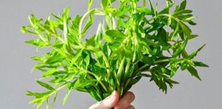 Rau ngổ – quà tặng của thiên nhiên cho