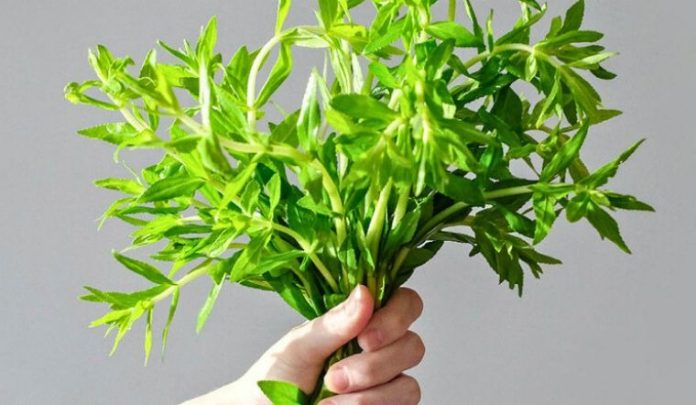 rau-ngo-la-rau-gi-cac-mon-ngon-t