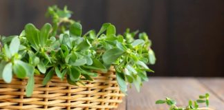 3 loại rau không thể trồng hóa chất thường mọc dại, nhưng bổ ngang nhân sâm, tổ yến: Đặc biệt loại thứ 2