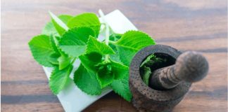 Lá húng chanh – thảo dược quý nhiều người còn chưa biết