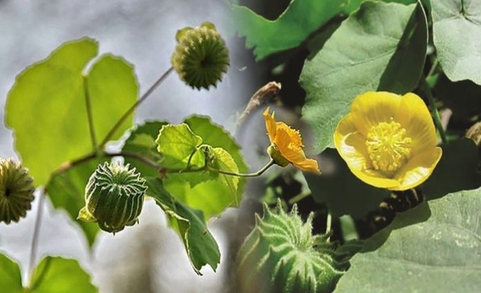 tac dung cay coi xay