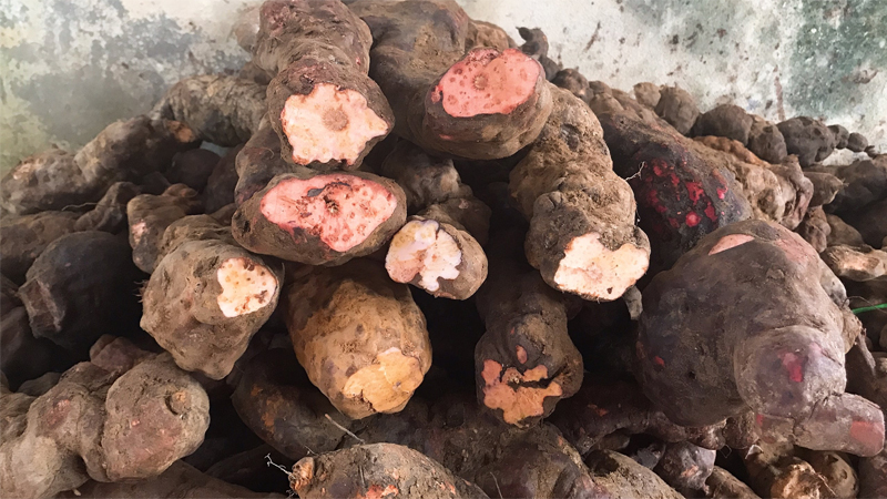 Ngâm củ hà thủ ô đỏ với nước đậu đen giúp loại bỏ độc tính