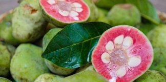 Những tác dụng của quả chay tốt cho sức khỏe nhưng ít người biết