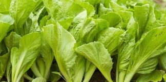 8 tác dụng của rau cải xanh và một số tác hại