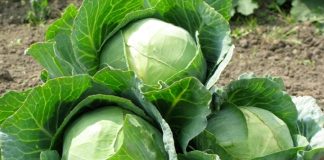 Tác dụng chữa bệnh bất ngờ của bắp cải