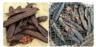 Công dụng chữa bệnh của bồ kết ít người biết