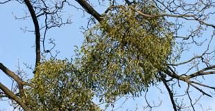 Tầm gửi và những công dụng hữu ích sử dụng trong y học