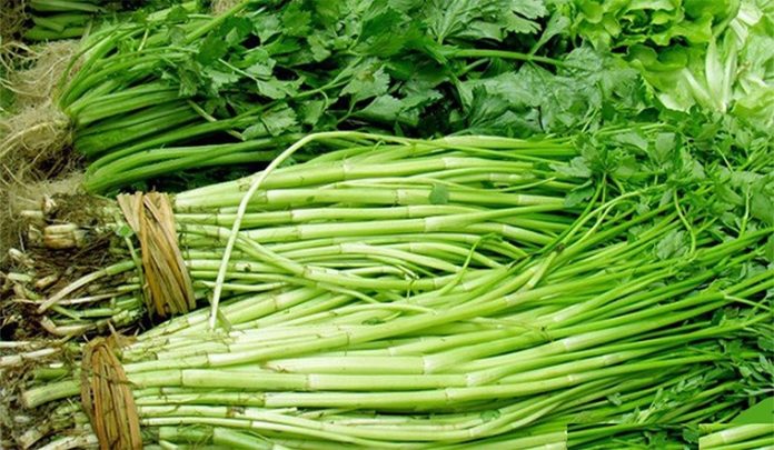 tim-hieu-ve-rau-can-ta-can-ta-kh