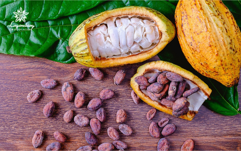 Trái cacao có lợi ích gì?