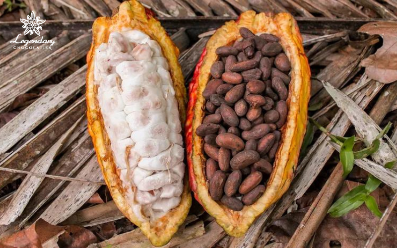 Trái cacao có lợi ích gì?