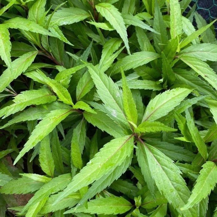 vn-11134201-23030-4c4abuykbgov21