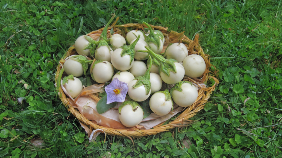 Cà pháo ngon nhưng có những chất độc nếu không chế biến đúng cách
