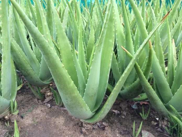 19437537_703234153201890_7388672