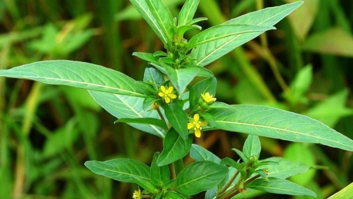 20220926_cay-rau-muong-1