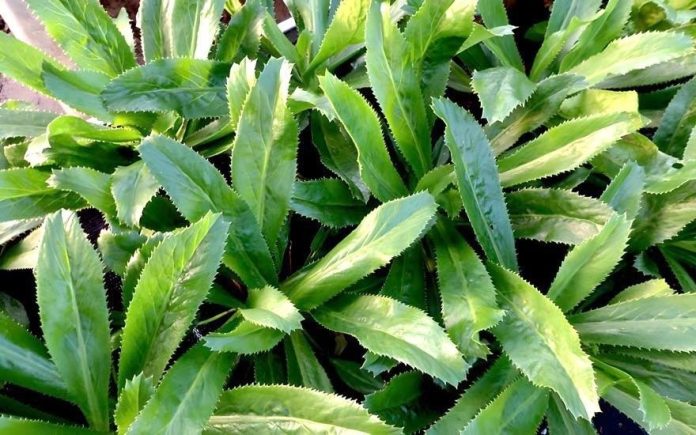 432684231_122116189232229378_244