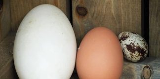 Trứng ngỗng bổ hơn trứng gà mà sao ít người ăn? Có phải vì không ngon bằng thịt ngỗng hay không?