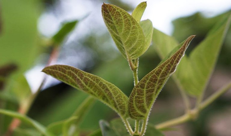 Loại lá mọc ở bờ tường, bờ bụi được coi là "linh hồn" khi ăn kèm thịt chó, có 21 công dụng tuyệt vời - Ảnh 2.