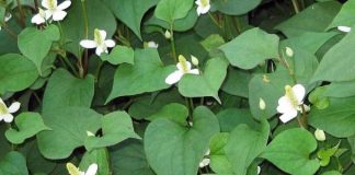 9 tác dụng của rau diếp cá mà ai cũng nên biết