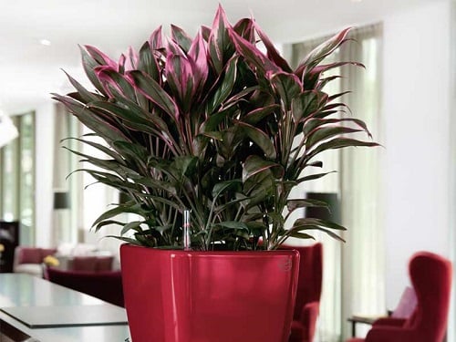 10-loai-cay-hut-buc-xa-wifi-loc-khong-khi-07