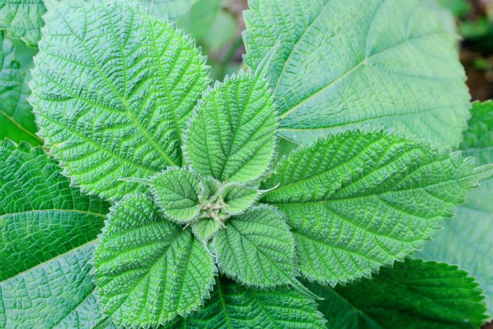 Cây-gai-xanh-An-Phước-AP-3