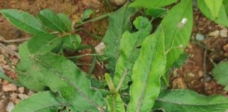 Cỏ chỉ thiên (Cây thổi lửa) là cây gì? Có tác dụng gì?