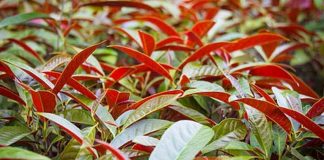 CÂY ĐƠN ĐỎ CÓ TÁC DỤNG GÌ, CÁCH DÙNG NHƯ THẾ NÀO?