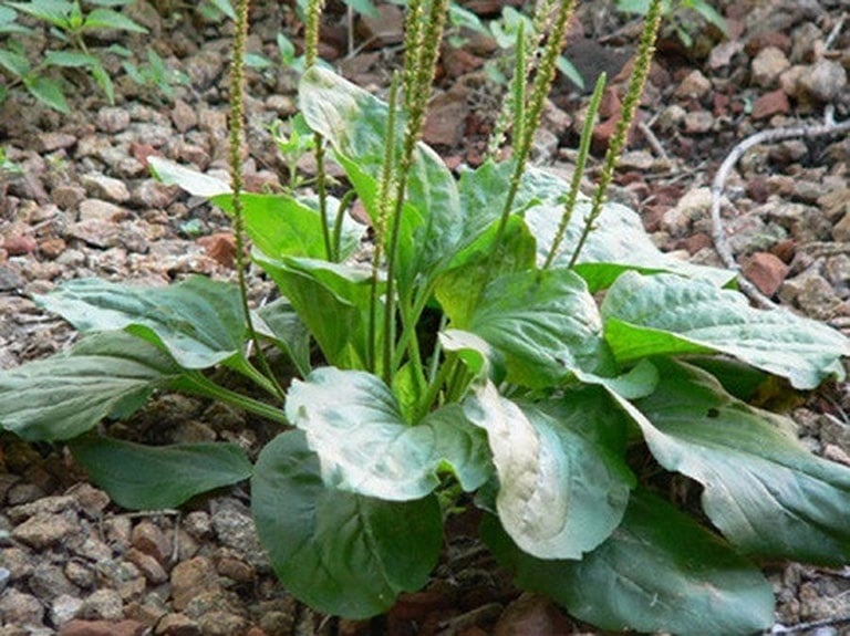 Trong y học cổ truyền Việt Nam, mã đề được dùng làm thuốc lợi tiểu, chữa một số bệnh về tiết niệu, cầm máu, phù thũng, ho lâu ngày, tiêu chảy, chảy máu cam.