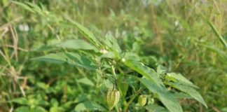 Cây tầm bóp chữa bệnh gì? Tác dụng & tác hại