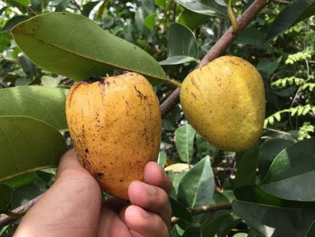 cay_binh_bat_bup_xanh