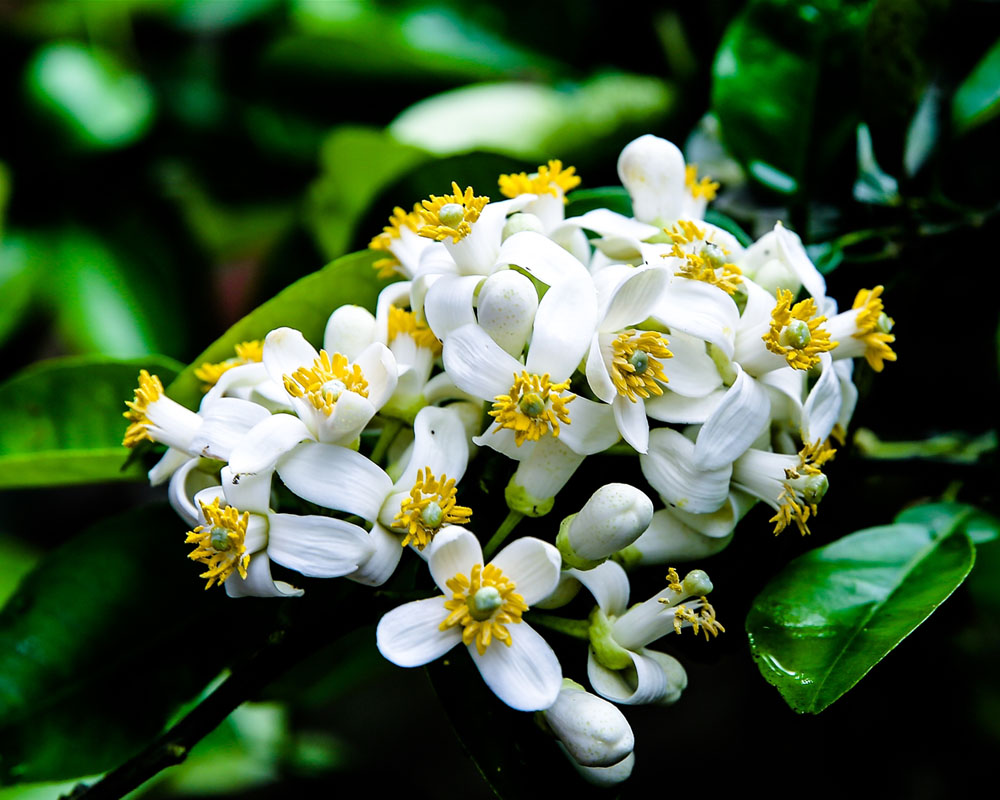 Ai cũng ăn bưởi mà không biết hoa bưởi ngâm một thứ chính là