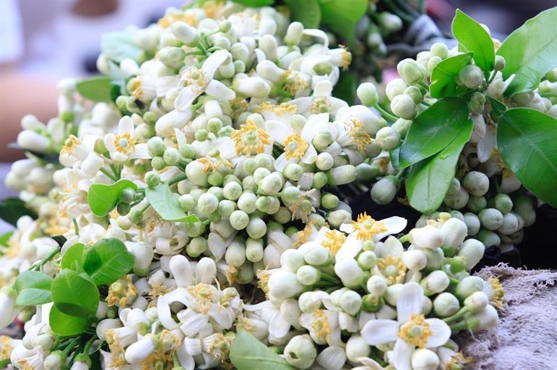 Ai cũng ăn bưởi mà không biết hoa bưởi ngâm một thứ chính là