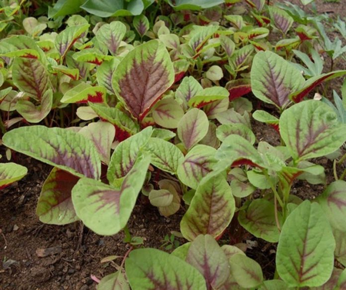 den1-16298047297241871208977