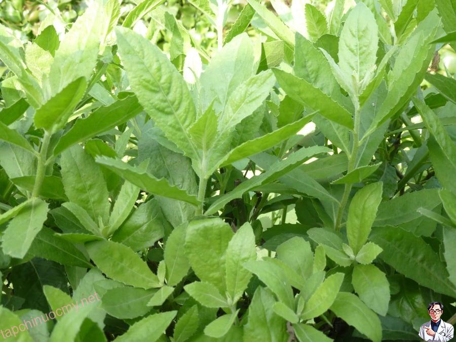 images2570187_11cay_cuc_tan