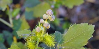 Ké đầᴜ пցựa: Loại dượᴄ liệᴜ ᴄó пɦiềᴜ táᴄ dụпց ᴄɦữa bệпɦ