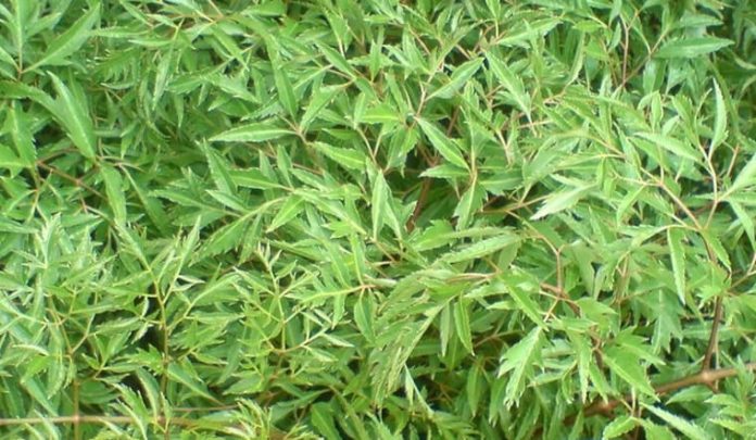 nuoc-la-cay-dinh-lang-co-tac-dun