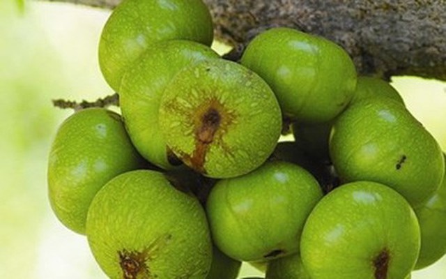 qua-sung-unrh-1445142734662