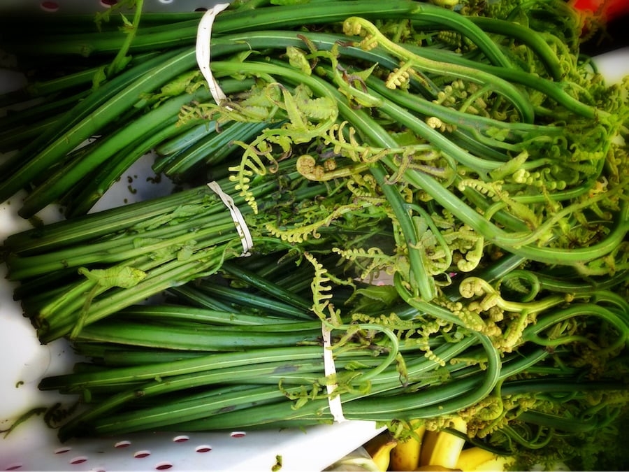 (Tổng hợp) Công dụng chữa bệnh từ cây rau dớn 1