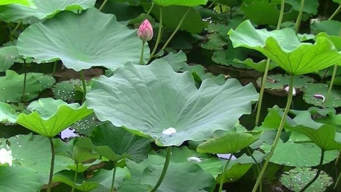 uong-nuoc-la-sen-co-cong-dung-gi