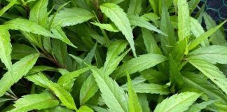 Mần tưới, có cây này hơn Báu Vật trong tay, trồng ngay 1 khóm trong vườn khi cần