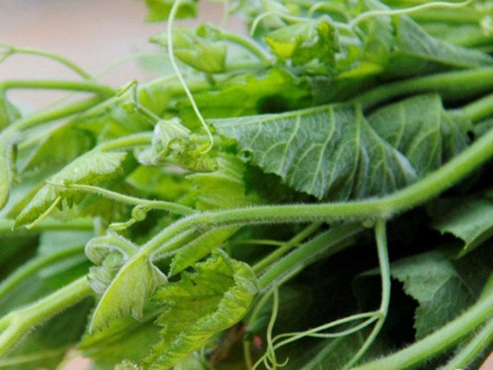 20201119_093249_451363_rau_bi.ma