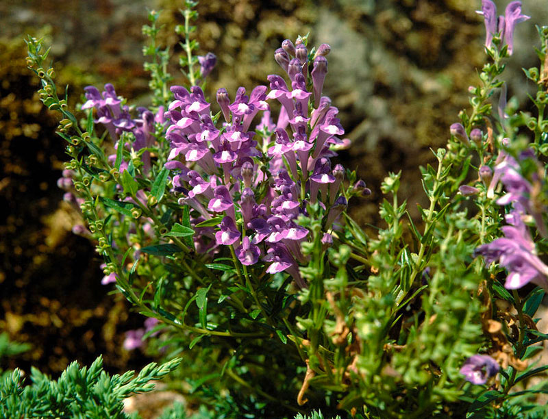 Một vài đặc điểm của cây dược liệu bán chi liên