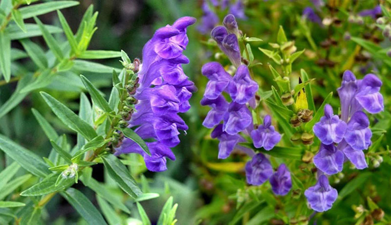 Sức đề kháng tăng cao nhờ những hoạt chất có trong bán chi liên