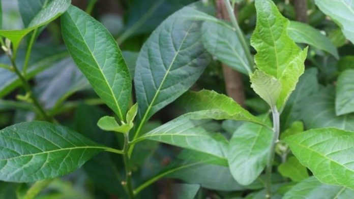 440934898_122145443228177881_791