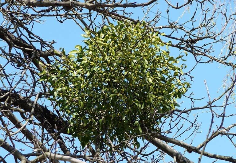 Tầm gửi kí sinh trên các loại cȃy gỗ