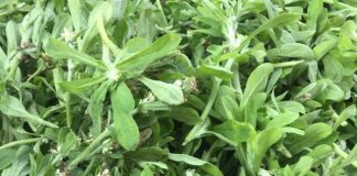 Loại rau mọc dại khắp cánh đồng, được dùng làm bánh, làm thuốc dưỡng phổi, hạ huyết áp