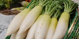 Vì sao củ cải được xem là “nhân sâm trắng”? Nhiều người còn chưa biết cách dùng củ cải để chúng quý như vàng