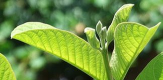 Công dụng chữa “bách bệnh” từ nước lá ổi có thể bạn chưa biết