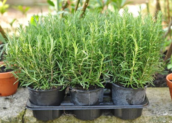 Tác dụng chữa bệnһ của cȃy hương thảo - Ảnh 1.